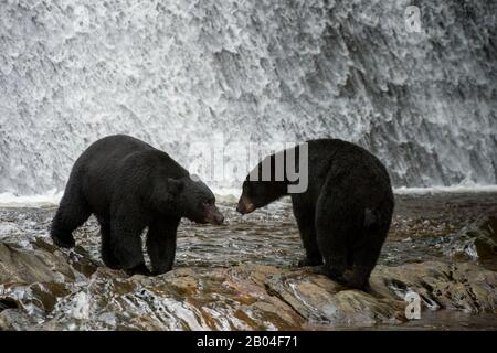 Ours noirs américains (Ursus americanus) à la chute d'eau de l'écloserie de Neets Bay, canal de Behm dans le sud-est de l'Alaska près de Ketchikan, États-Unis. Banque D'Images