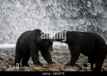 Ours noirs américains (Ursus americanus) à la chute d'eau de l'écloserie de Neets Bay, canal de Behm dans le sud-est de l'Alaska près de Ketchikan, États-Unis. Banque D'Images