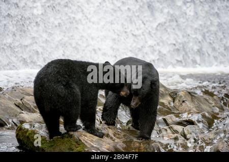 Ours noirs américains (Ursus americanus) à la chute d'eau de l'écloserie de Neets Bay, canal de Behm dans le sud-est de l'Alaska près de Ketchikan, États-Unis. Banque D'Images