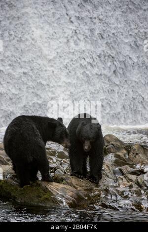 Ours noirs américains (Ursus americanus) à la chute d'eau de l'écloserie de Neets Bay, canal de Behm dans le sud-est de l'Alaska près de Ketchikan, États-Unis. Banque D'Images