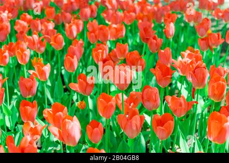 Magnifique toile de fond de tulipes en pleine croissance Banque D'Images