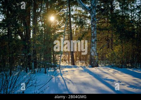 Paysage d'hiver avec arbres enneigés, beau lac gelé et roseaux jaunes au coucher du soleil. Banque D'Images