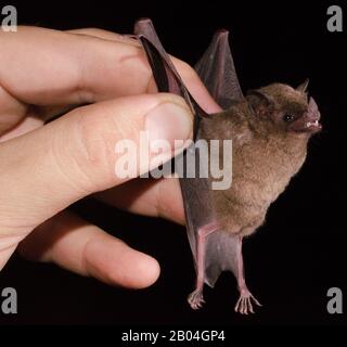 La chauve-souris longue-tonguée de Pallas (Glossaga sophoricina) est une chauve-souris d'Amérique centrale et du Sud avec un métabolisme rapide qui se nourrit de nectar. Banque D'Images