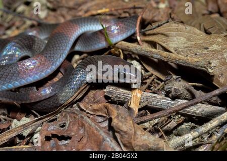 Oxyrhopus petola, communément appelé le faux corail ou le serpent calico, est une espèce de serpent colueffet endémique à l'Amérique du Sud. Banque D'Images