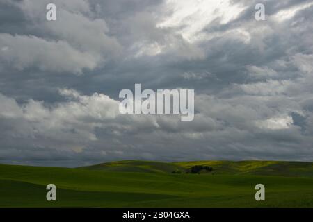 Champs de blé et champ de canola dans le comté de Whitman dans la maison près de Pullman, État de Washington, États-Unis avec ciel sombre et couvert. Banque D'Images