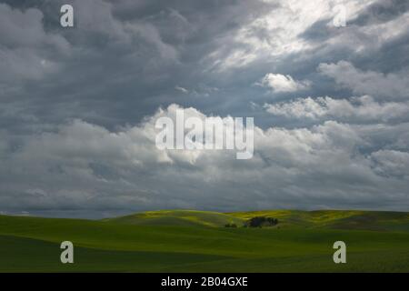 Champs de blé et champ de canola dans le comté de Whitman dans la maison près de Pullman, État de Washington, États-Unis avec ciel sombre et couvert. Banque D'Images