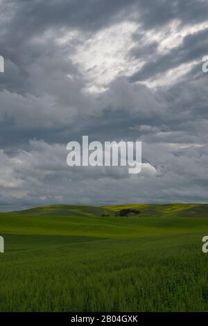 Champs de blé et champ de canola dans le comté de Whitman dans la maison près de Pullman, État de Washington, États-Unis avec ciel sombre et couvert. Banque D'Images