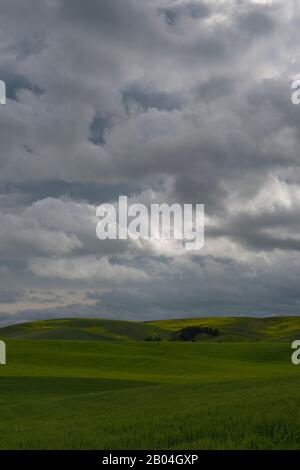 Champs de blé et champ de canola dans le comté de Whitman dans la maison près de Pullman, État de Washington, États-Unis avec ciel sombre et couvert. Banque D'Images