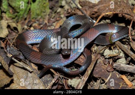 Oxyrhopus petola, communément appelé le faux corail ou le serpent calico, est une espèce de serpent colueffet endémique à l'Amérique du Sud. Banque D'Images