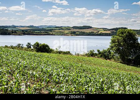 Plantation de maïs à croissance précoce. Ipuacu, Santa Catarina, Brésil. Banque D'Images