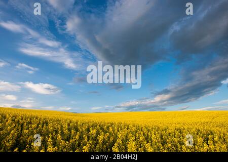 Champ de canola avec nuages dans le comté de Whitman dans la Palouse près de Colfax, État de Washington, États-Unis. Banque D'Images