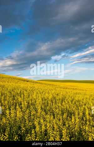 Champ de canola avec nuages dans le comté de Whitman dans la Palouse près de Colfax, État de Washington, États-Unis. Banque D'Images