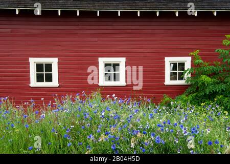 Cornflowers devant la grange rouge dans la Palouse près de Colfax, État de Washington de l'est, États-Unis. Banque D'Images