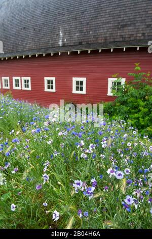 Cornflowers devant la grange rouge dans la Palouse près de Colfax, État de Washington de l'est, États-Unis. Banque D'Images