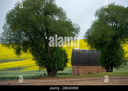 Grange avec un champ de canola en arrière-plan dans le comté de Whitman dans la Palouse près de Colfax, État de Washington, États-Unis. Banque D'Images