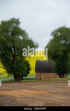 Grange avec un champ de canola en arrière-plan dans le comté de Whitman dans la Palouse près de Colfax, État de Washington, États-Unis. Banque D'Images