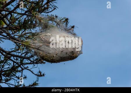 Une tente caterpillar avec plusieurs chenilles visibles rampant sur une branche d'un pin Banque D'Images