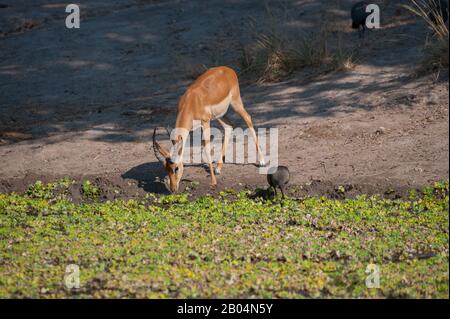 Impala (Aepyceros melampus) mâle et Hadeda ibis (Bostrychia hagedash) au trou d'eau du parc national de Luangwa Sud, dans l'est de la Zambie. Banque D'Images