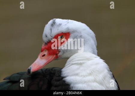 Portrait de tête d'un canard de Muscovy (Cairina moschata) Banque D'Images