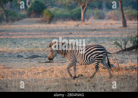 Zèbre d'un Crawshay (Equus quagga rampshayi) dans le parc national de Luangwa Sud dans l'est de la Zambie. Banque D'Images