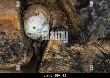 Coquille d'escargot intégrée dans un mur de pierre. Banque D'Images