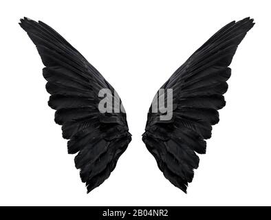 deux grandes ailes de corbeau noir isolées sur fond blanc, closeup Banque D'Images