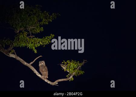 La soirée de Verreaux's (Giant) Eagle Owl dans le parc national de South Luangwa, dans l'est de la Zambie. Banque D'Images
