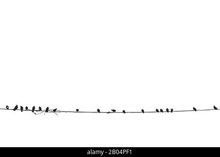 Oiseaux sur une illustration vectorielle de fil sur fond blanc Illustration de Vecteur