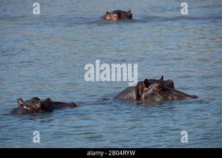 La rivière Sabie avec des hippopotames dans la Réserve de jeux de Sai Sands adjacente au parc national Kruger en Afrique du Sud. Banque D'Images