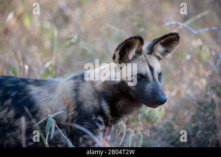 Gros plan sur le chien sauvage africain (Lycaon pictus) dans la Réserve de jeux de Sali Sands adjacente au parc national Kruger en Afrique du Sud. Banque D'Images