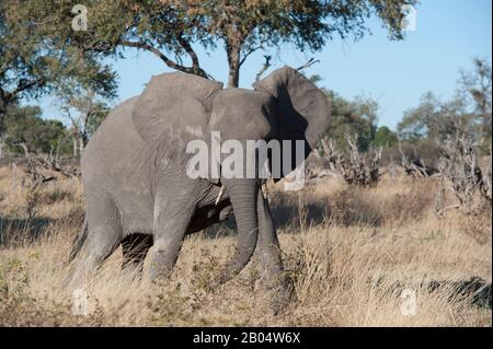 Éléphant d'Afrique (Loxodonta Africana) dans La Réserve de Linyanti près de la Manche de Savuti dans la partie nord du Botswana. Banque D'Images