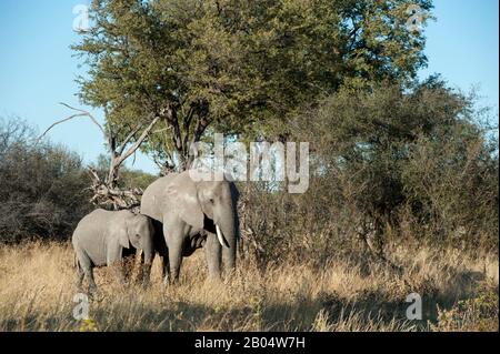 Éléphant d'Afrique féminin (Loxodonta Africana) avec bébé à la Réserve de Linyanti près du canal de Savuti dans la partie nord du Botswana. Banque D'Images