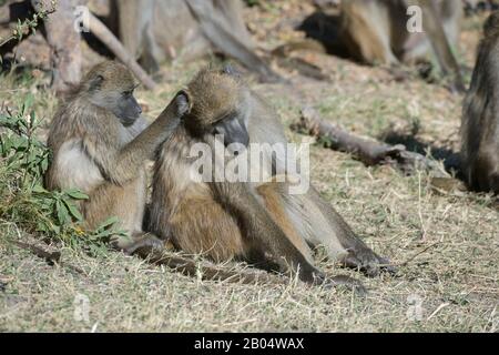 Babouons de Chacma (Papio ursinus) toilettage et réchauffement le matin au soleil à la Réserve de Linyanti près du canal de Savuti dans la partie nord de Botcygne Banque D'Images