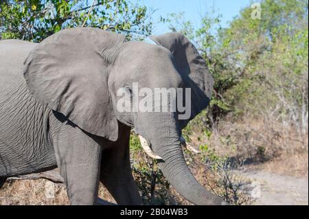 Éléphant d'Afrique (Loxodonta Africana) dans La Réserve de Linyanti près de la Manche de Savuti dans la partie nord du Botswana. Banque D'Images