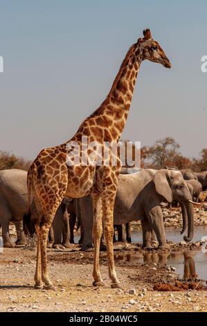 Giraffe buvant au trou d'eau de Ngobib, avec un troupeau d'éléphants à proximité, Parc national d'Etosha, Namibie Banque D'Images