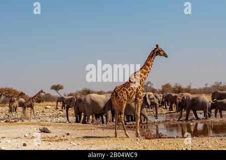 Giraffe buvant au trou d'eau de Ngobib, avec un troupeau d'éléphants à proximité, Parc national d'Etosha, Namibie Banque D'Images