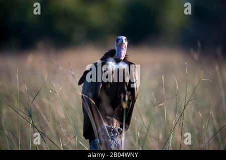 Une Vautour à capuche (Necrosyrtes monachus) attend d'arriver aux morceaux d'un lion tuer à la Réserve de Linyanti près de la Manche de Savuti dans le nord par Banque D'Images