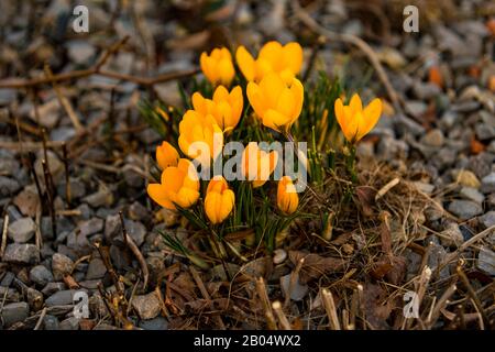 Les premiers cerisiers en fleurs annoncent le printemps Banque D'Images