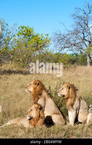 Trois frères lions mâles (Panthera leo) à la recherche de proies à la Réserve de Linyanti près du canal Savuti dans la partie nord du Botswana. Banque D'Images