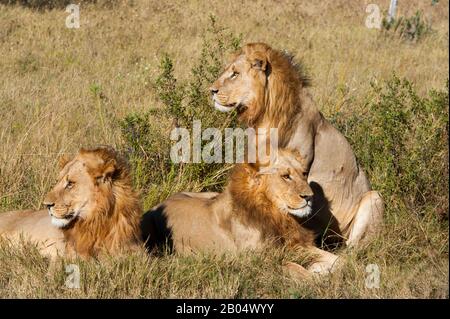 Trois frères lions mâles (Panthera leo) à la recherche de proies à la Réserve de Linyanti près du canal Savuti dans la partie nord du Botswana. Banque D'Images