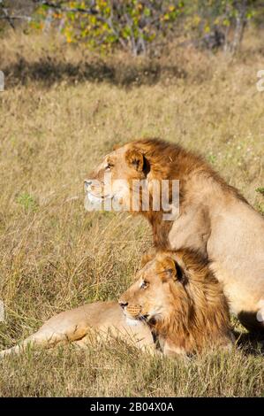 Deux frères lions mâles (Panthera leo) à la recherche de proies à la Réserve de Linyanti près du canal Savuti dans la partie nord du Botswana. Banque D'Images