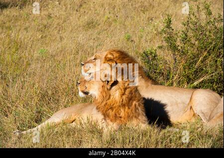 Deux frères lions mâles (Panthera leo) à la recherche de proies à la Réserve de Linyanti près du canal Savuti dans la partie nord du Botswana. Banque D'Images