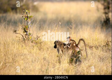 Une mère de Chacma babouin (Papio ursinus) transportant son bébé aux plaines de Vumbrura dans le delta de l'Okavango dans la partie nord du Botswana. Banque D'Images