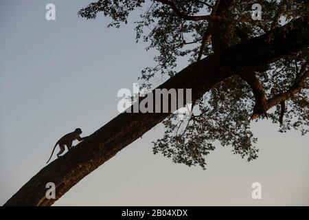 Un singe de Vervet (Chlorocebus pygerythrus) grimpant sur un arbre aux plaines de Vumphra dans le delta de l'Okavango dans la partie nord du Botswana. Banque D'Images