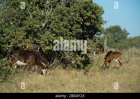 Les antilopes de sable (Hippotragus niger) se nourrissant dans les plaines de Vumphra dans le delta de l'Okavango dans la partie nord du Botswana. Banque D'Images