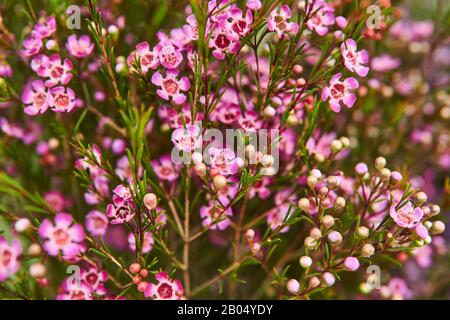 Brousse de geraldton à fleurs citrouées (Chamelaucic uncinatum) avec fleurs violettes Banque D'Images