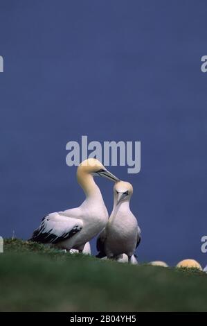 CANADA, QUÉBEC, GASPÉSIE, ÎLE BONAVENTURE, COLONIE DE GANNET, PRÉENAGE MUTUEL Banque D'Images