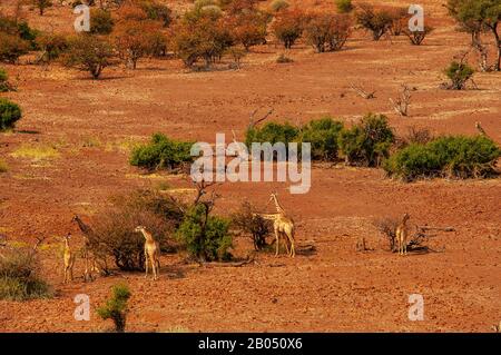 Girafes se nourrissant sur le paysage rugueux de la concession Palmwag, région de Kunene, Namibie Banque D'Images