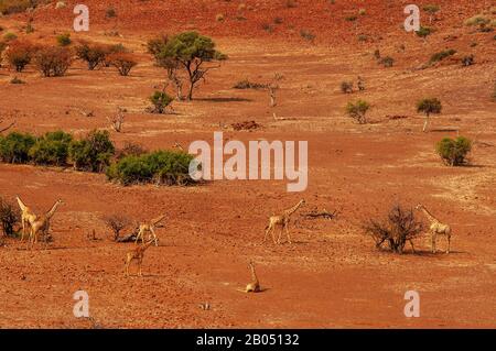 Girafes se nourrissant sur le paysage rugueux de la concession Palmwag, région de Kunene, Namibie Banque D'Images