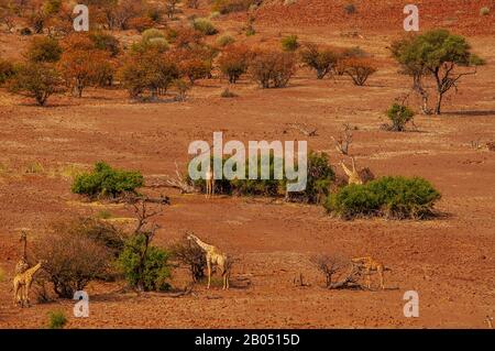 Girafes se nourrissant sur le paysage rugueux de la concession Palmwag, région de Kunene, Namibie Banque D'Images